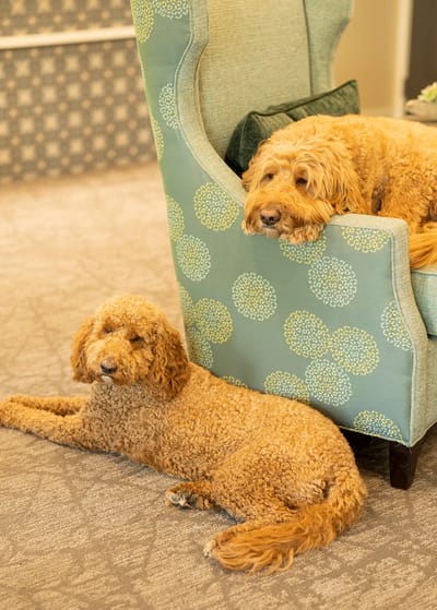 Two dogs relaxing in a comfy chair in the facility