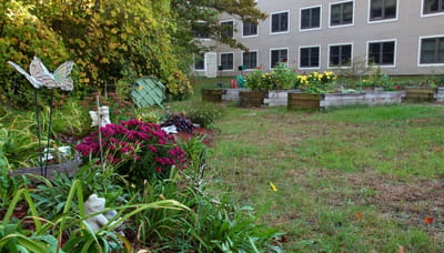Outdoor garden area with flowers and greenery
