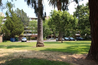 A landscaped outdoor area with palm trees and vehicles