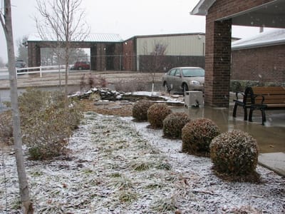 Snowy outdoor space with shrubs and pathway