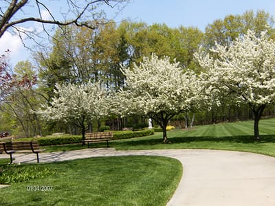 Pathway with flowering trees in a landscaped area