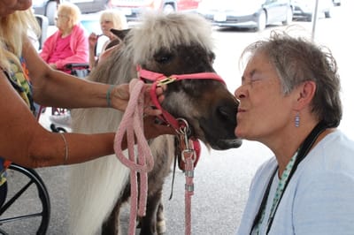 Resident interacting with a pony at an event.