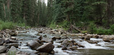 A serene view of a river flowing through a forest