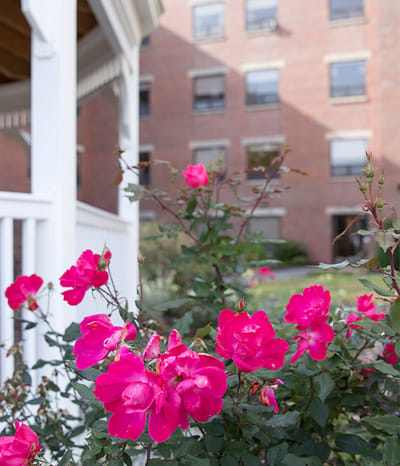 Vibrant pink roses in an outdoor garden area