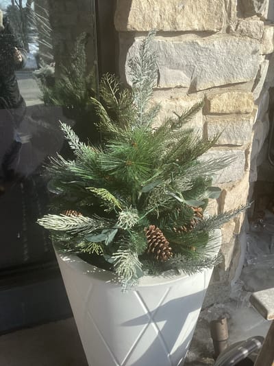 Potted plant with pinecones near a building entrance