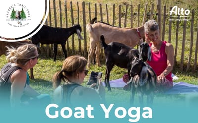 Residents participating in goat yoga outdoors