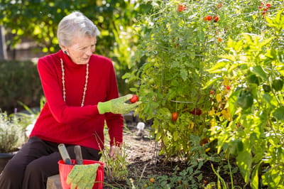 Elderly woman gardening in a vibrant outdoor space