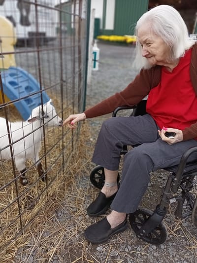 Senior resident feeding a goat in an outdoor area
