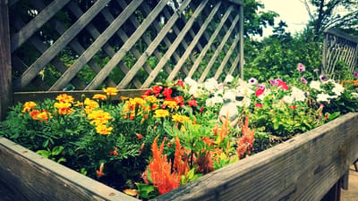 Colorful flower garden in a wooden planter