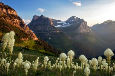 Scenic mountain landscape with flowers in the foreground