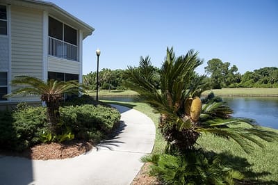 Pathway beside a pond with palm trees