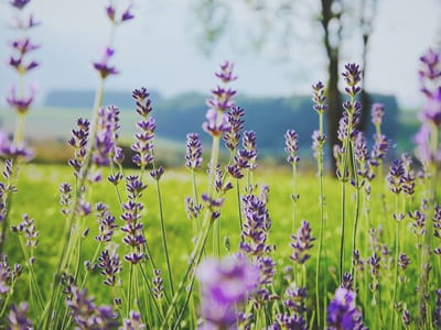 Lavender flowers in a sunny outdoor setting.