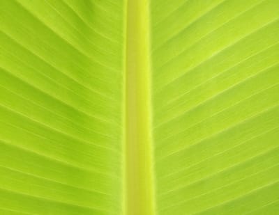 Close-up of a vibrant green leaf