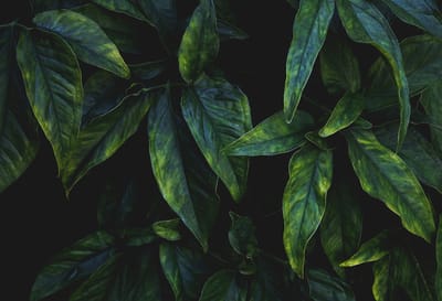 Close-up of green leaves on a dark background.