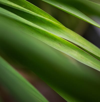 Close-up of green plant leaves.