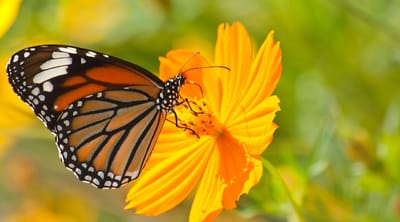 The Estates at Twin Rivers, Nursing Home in Anoka, MN — Monarch butterfly perched on a vibrant orange flower