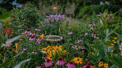 Vibrant garden filled with colorful flowers