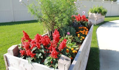 Colorful flowers in a garden planter