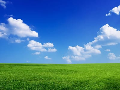 Vast green field under a clear blue sky