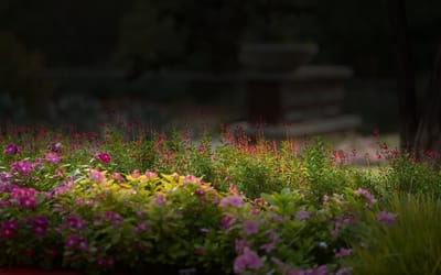 Colorful flower beds in an outdoor garden