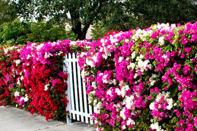 Vibrant flowering hedge in front of a white fence