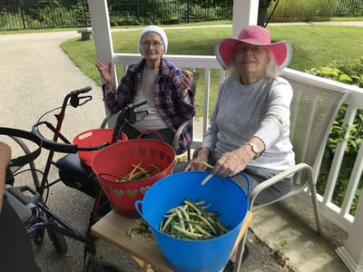 Residents harvesting vegetables in a garden