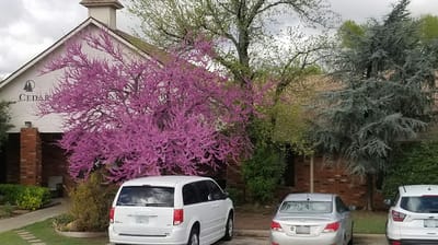 Exterior view of 24th Place with blooming trees and parked cars