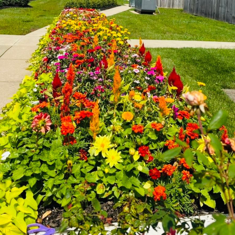 Vibrant flower bed in a senior living outdoor space