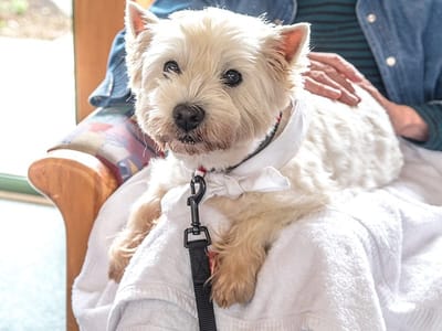 A small dog resting on a resident's lap