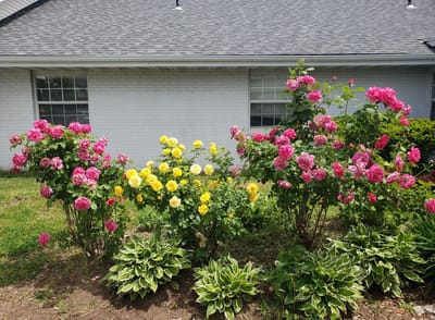 Vibrant flower garden outside a facility