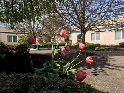Colorful tulips in an outdoor space of the facility