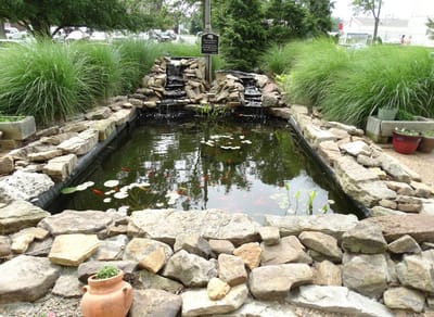 Peaceful outdoor pond area with stones and plants
