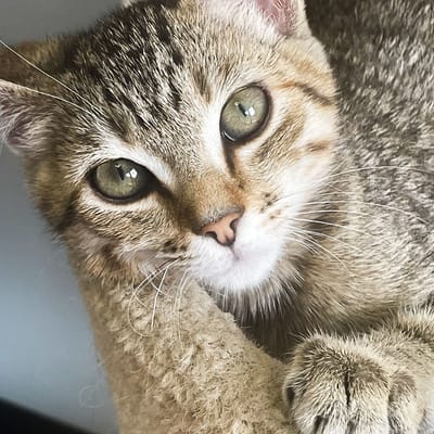 Close-up of a cat with striking eyes