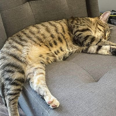 A sleeping tabby cat on a gray chair