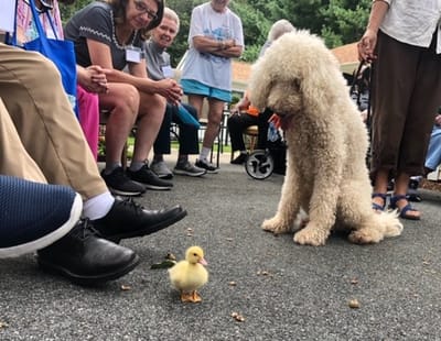 Residents interacting with a dog and a duckling outdoors