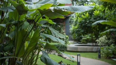 Lush greenery in an outdoor area of the facility