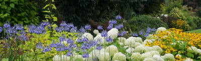 Colorful flowers in a lush garden