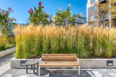 Tranquil outdoor space with tall grass and seating