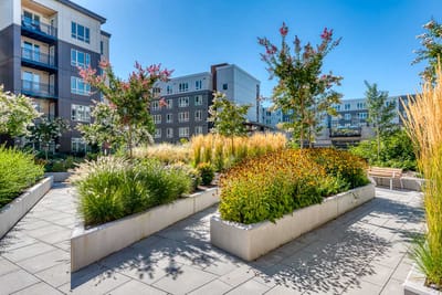 Beautiful garden with colorful flowers and greenery