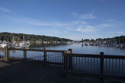View of a marina with boats and trees