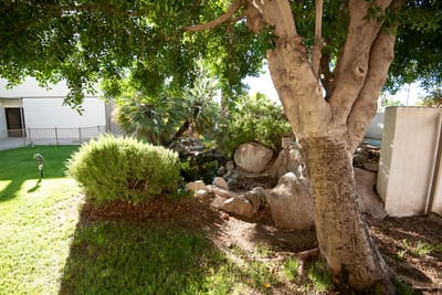 Serene garden area with large tree and rocks