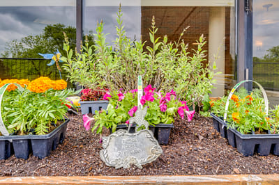 Colorful flower pots outside a building