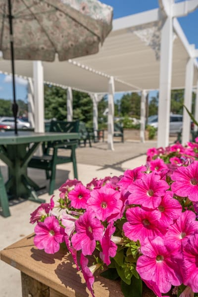 Flowers in a sunny outdoor seating area