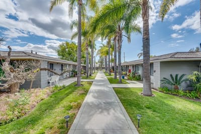 Lush pathways lined with palm trees in a senior living community