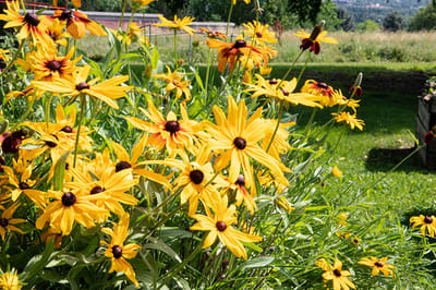 Bright yellow flowers in a garden