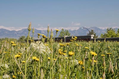 Wildflowers in a field with mountains in the background