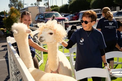 Residents interacting with alpacas at an outdoor event