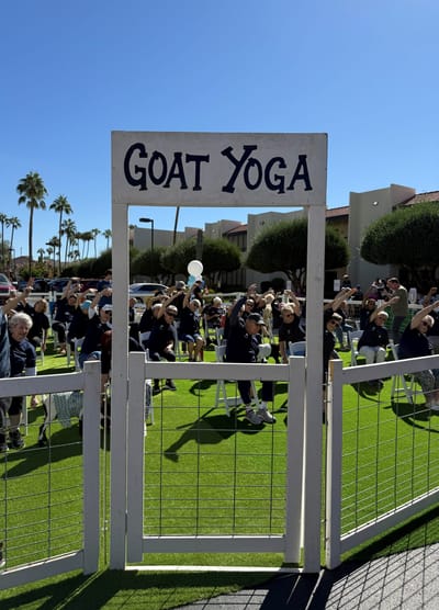 Residents participating in goat yoga outdoors