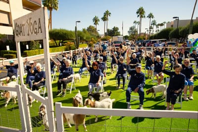 Residents participating in goat yoga outdoors
