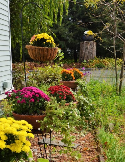 Colorful flower pots in a garden setting